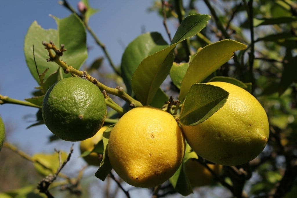 Limon ağacı kaç yılda meyve verir
